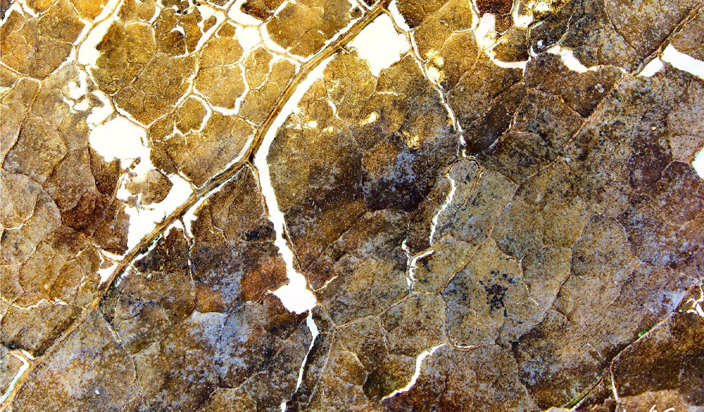 Peter Wassenaar 2026